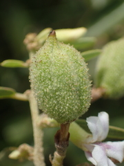Helicteres angustifolia