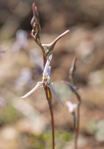 Satyre Disa (Disa biflora)
