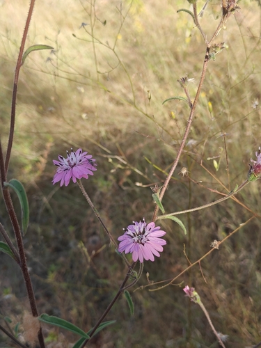 Image of Palafoxia hookeriana by (c) Tanner Shepard, some rights reserved (CC BY)