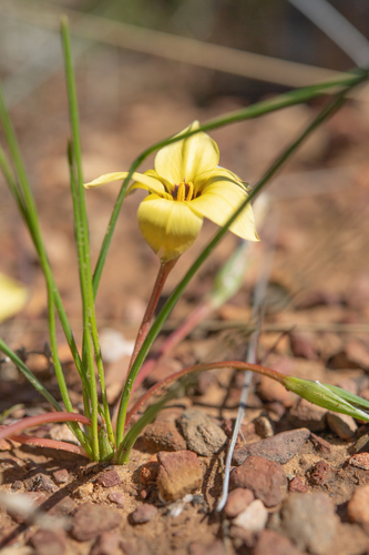 Romulea luteiflora