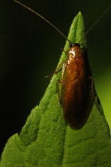 Parcoblatta virginica