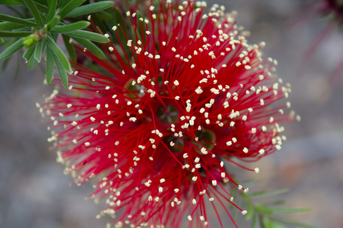 Kunzea baxteri (Klotzsch) Schauer