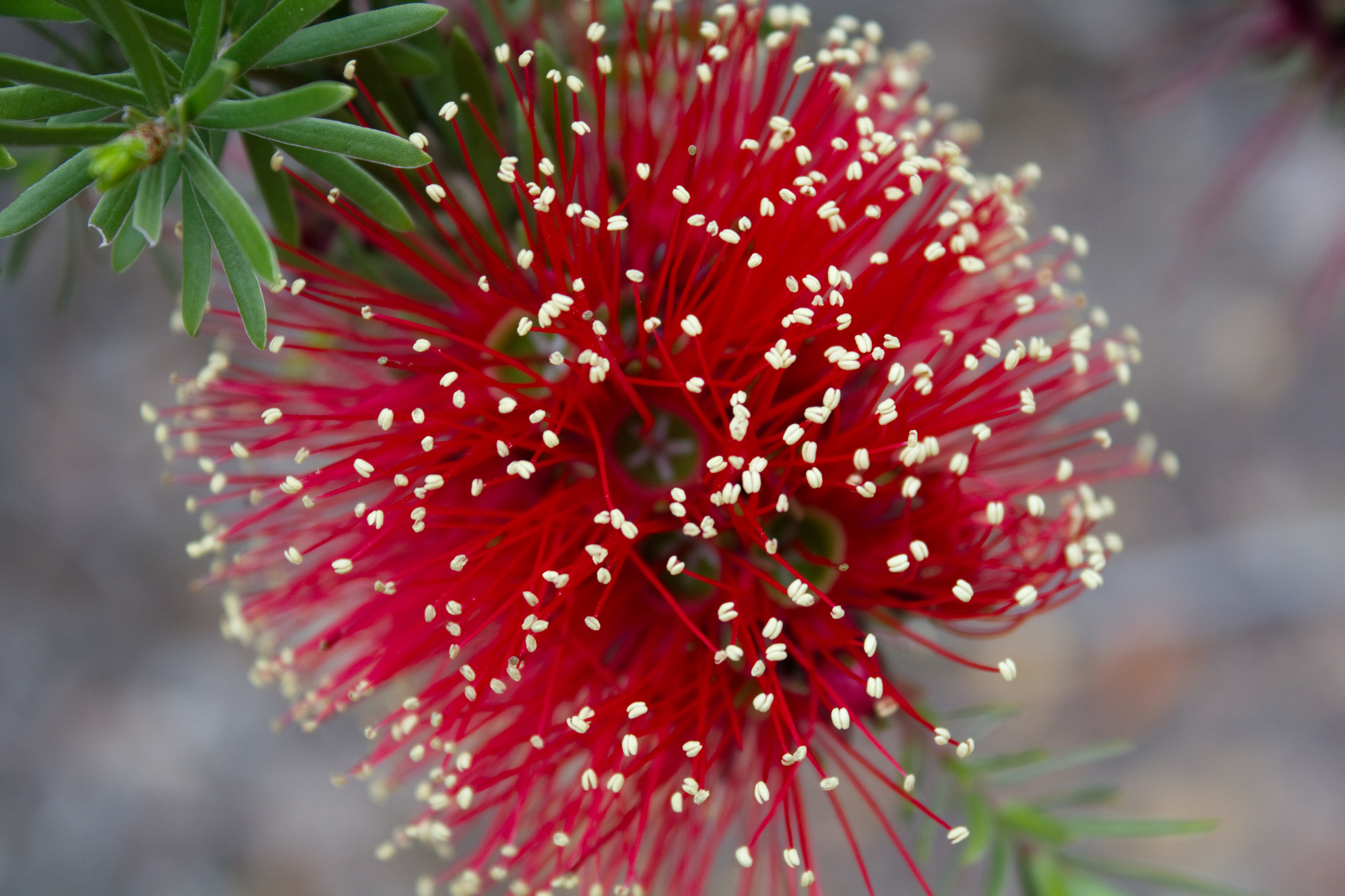 Kunzea baxteri