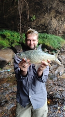 Pangani Barb photo 4