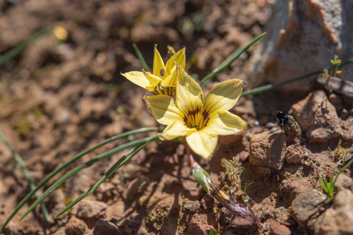 Romulea luteiflora