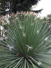 Dasylirion acrotrichum