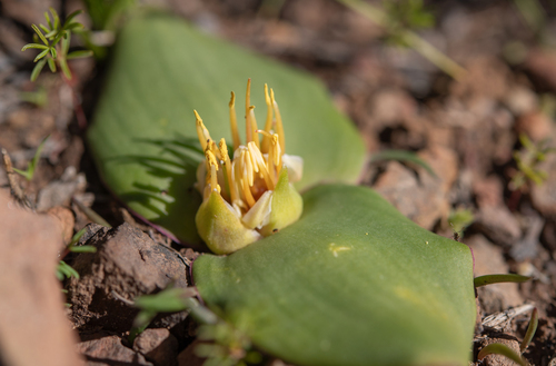 Massonia latebrosa