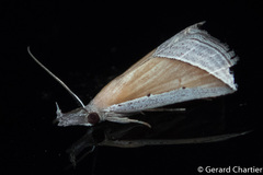 Hypena conscitalis