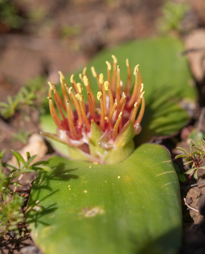 Massonia latebrosa