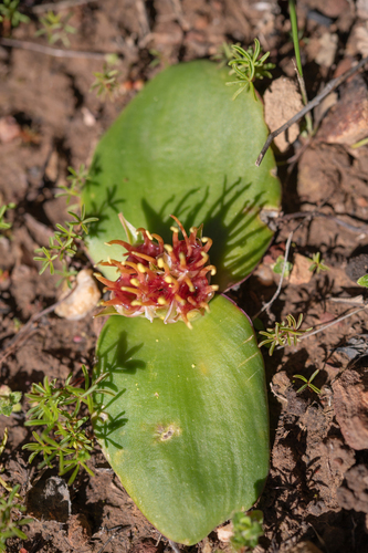 Massonia latebrosa