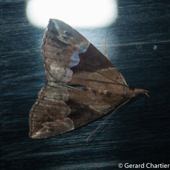 Hypena jugalis