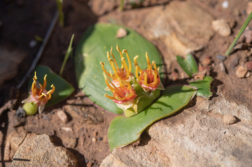 Massonia latebrosa