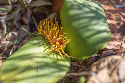 Massonia latebrosa