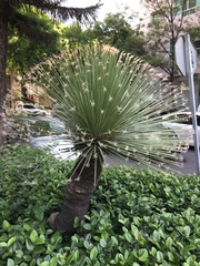 Dasylirion acrotrichum