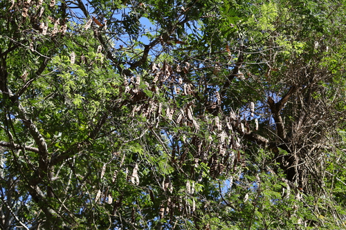 Spiny Splinter-bean (Adenopodia spicata)