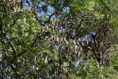 Adenopodia spicata, photograph (c) Mahomed Desai, some rights reserved (CC BY)