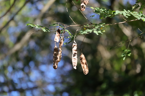 Adenopodia spicata, photograph 4
