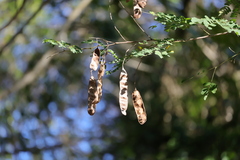 Adenopodia spicata, photograph (c) Mahomed Desai, some rights reserved (CC BY)