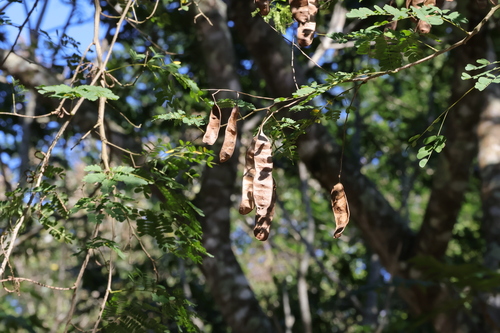 Adenopodia spicata, photograph 6