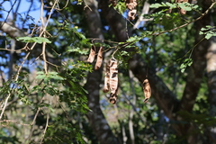 Adenopodia spicata, photograph (c) Mahomed Desai, some rights reserved (CC BY)