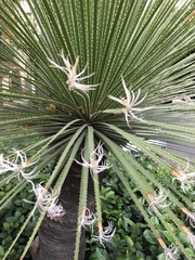 Dasylirion acrotrichum