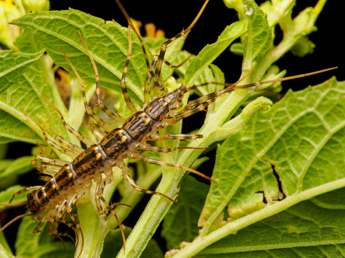 Japanese House Centipede photo 6