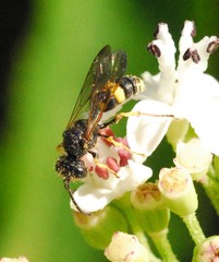 Cerceris rybyensis