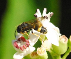 Cerceris rybyensis