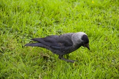 Corvus monedula