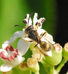 Cerceris rybyensis