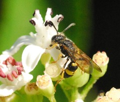 Cerceris rybyensis