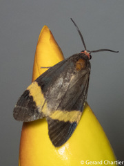 Pidorus gemina