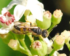 Cerceris rybyensis