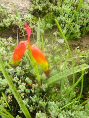 Lachenalia quadricolor