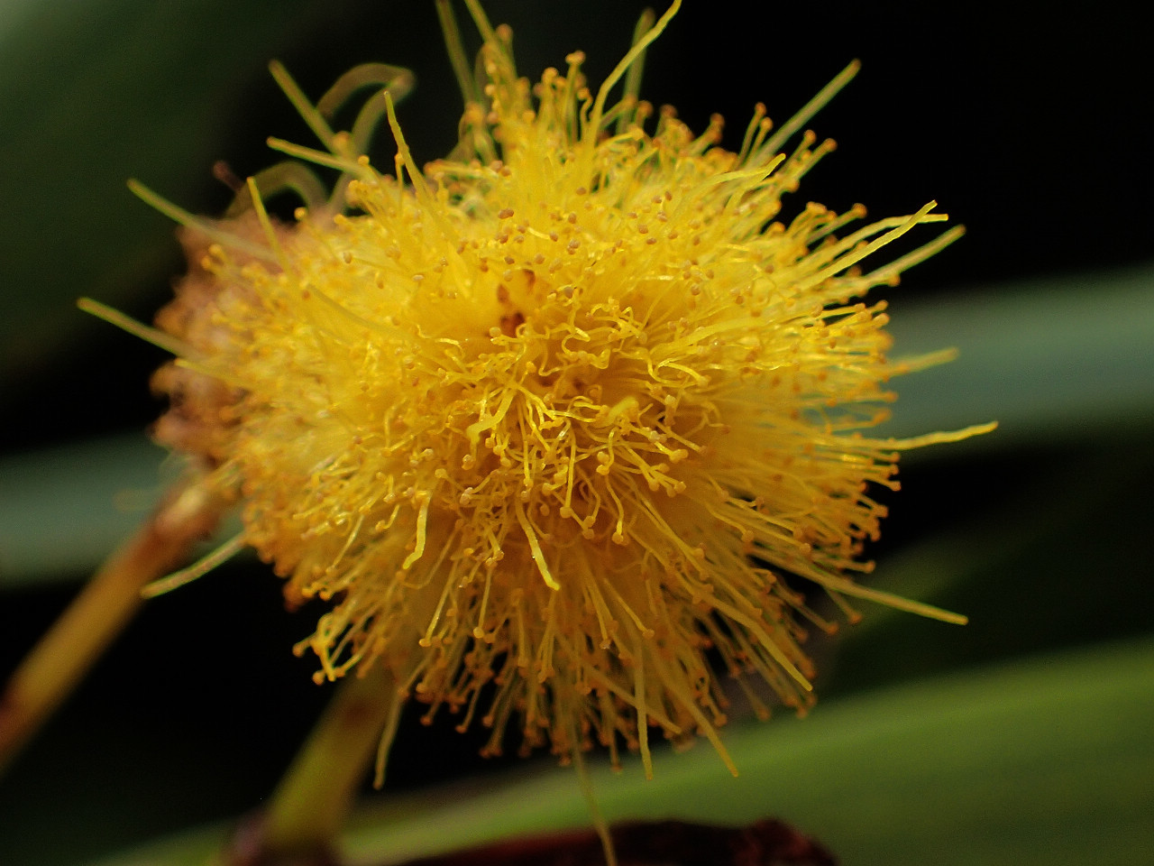Taiwan Acacia (Acacia confusa) · iNaturalist