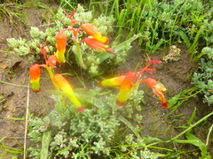 Lachenalia quadricolor