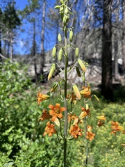 Lilium parvum