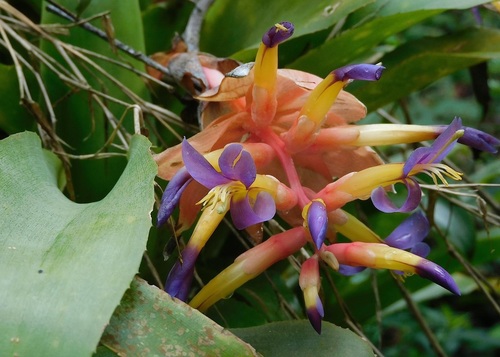 Billbergia euphemiae, photograph 6