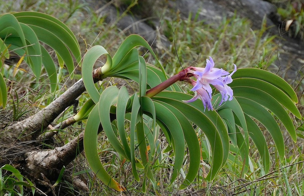 Worsleya procera; photograph (c) Victor Farjalla Pontes, some rights reserved (CC BY)