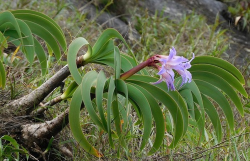 Empress of Brazil (Worsleya procera)
