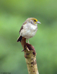 Ammodramus aurifrons