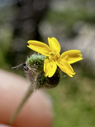 Yosemite tarplant (Jensia yosemitana)