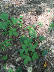 Agrimonia rostellata