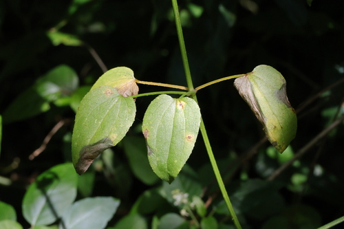 Image of Rubia cordifolia by (c) Mahomed Desai, some rights reserved (CC BY)