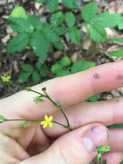 Agrimonia rostellata