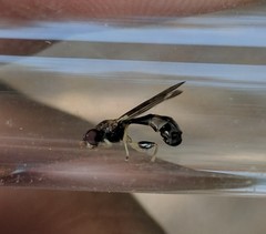 Sphegina