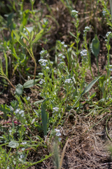 Plagiobothrys stipitatus micranthus