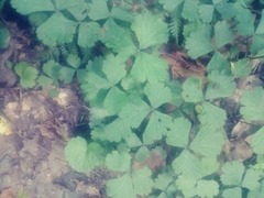 Waldsteinia fragarioides