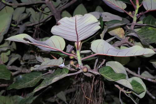 Image of Ficus trichopoda by (c) Mahomed Desai, some rights reserved (CC BY)
