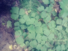 Waldsteinia fragarioides